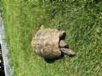 Hermanns : Female approx 50+ years old (Fran)